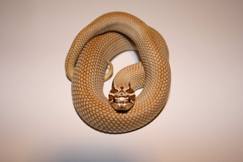 superconda male