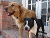 Found dogs