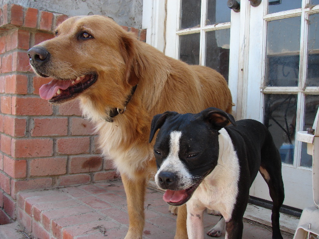 Found dogs