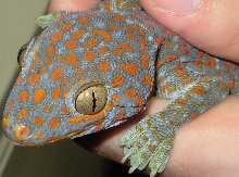 Tokay Gecko