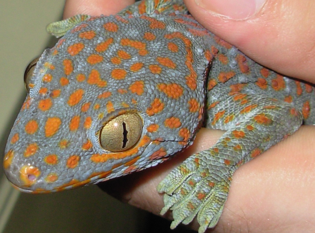 Tokay Gecko