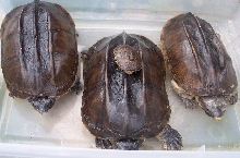 Triporcatus