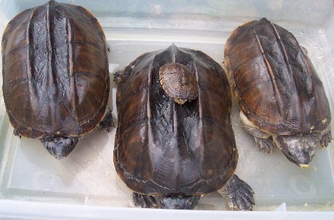 Triporcatus