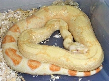 albino het snow 1
