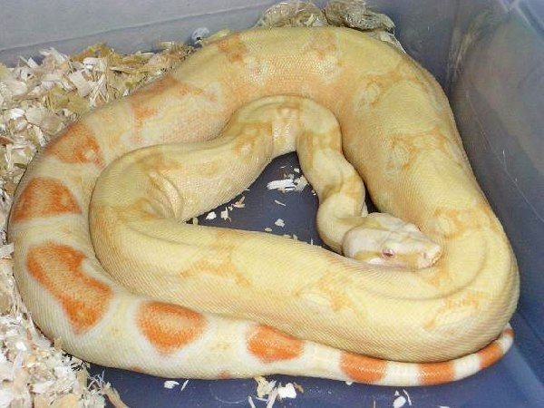 albino het snow 1