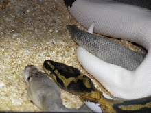 Super Pewter x Piebald