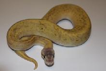 mojo/pin/pastel/sulfur