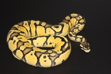 pastel sulfur @ 650g