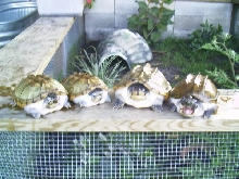 2.2 triporcatus