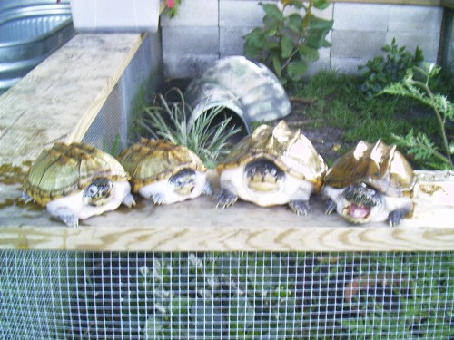 2.2 triporcatus