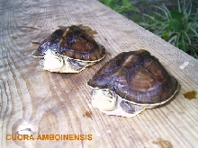 AMBOS