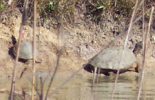 Basking Callagurs