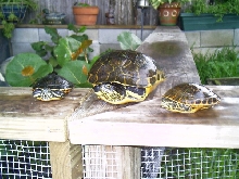 chicken turtles