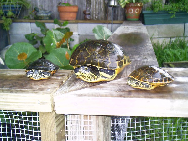 chicken turtles