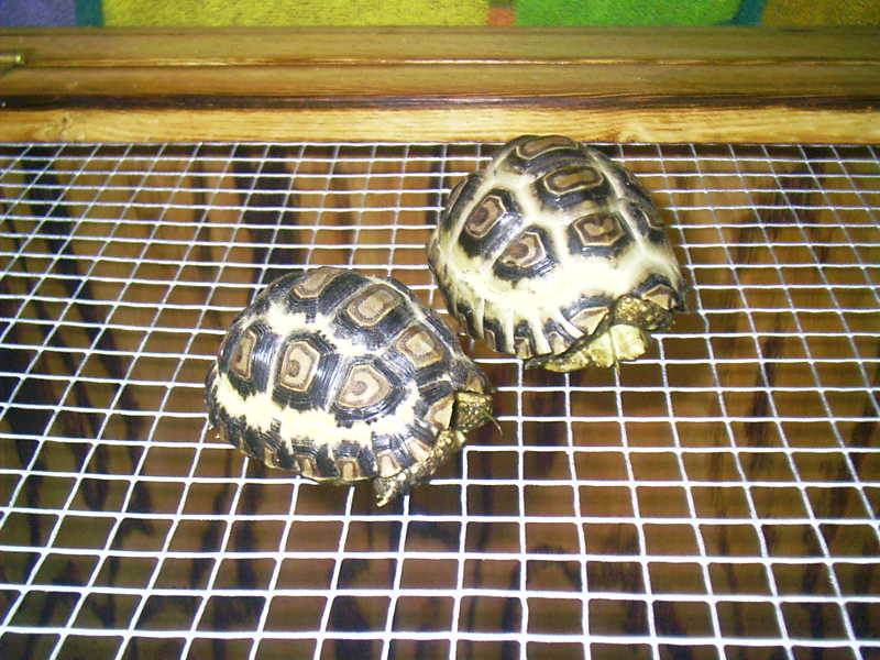 leopard torts