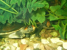 podocnemis erythacephala
