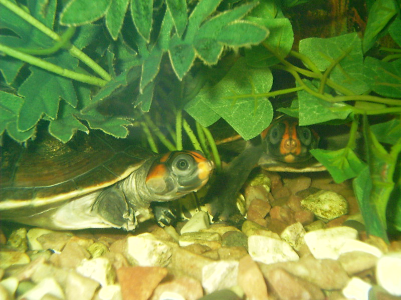 podocnemis erythacephala