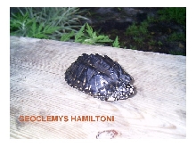 hammy