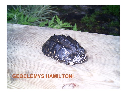 hammy
