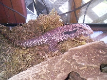 red tegu