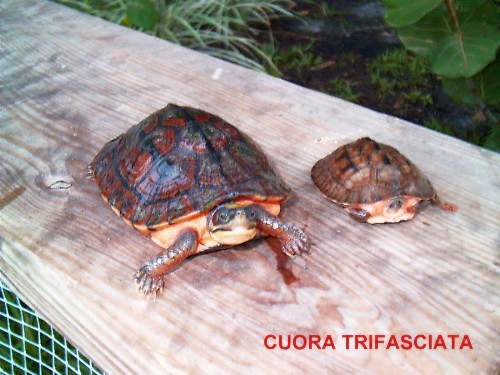 trifasciata