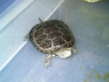 turtle