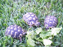 hermanns