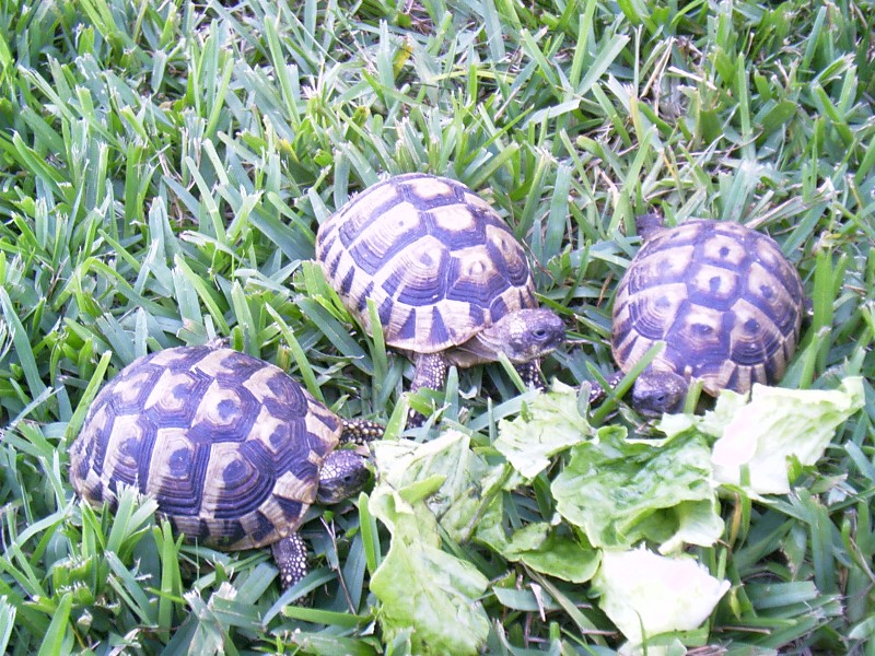 hermanns