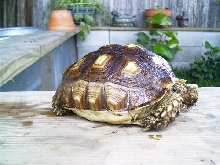 sulcatta