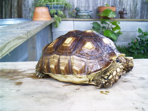 sulcatta
