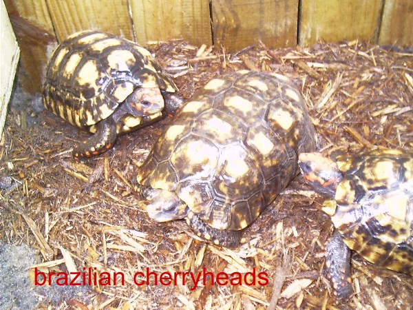 cherryheads