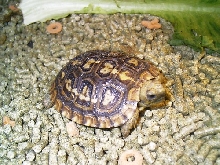 pancake