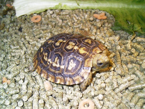 pancake
