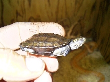 melanochelys thremalis