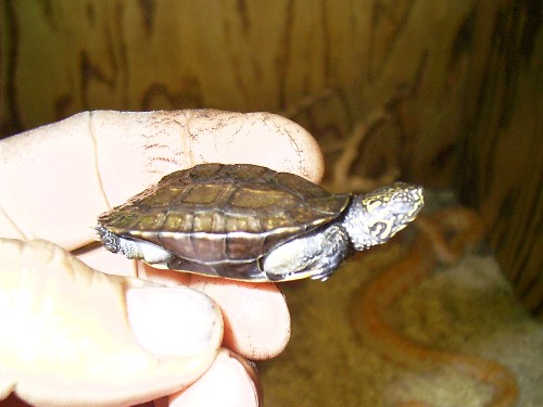 melanochelys thremalis