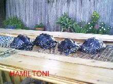 hammy1