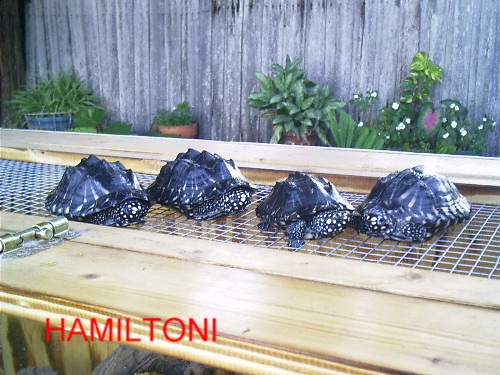 hammy1