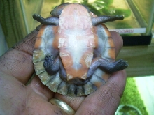 emydura