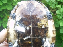 shellrot