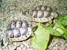 marginata
