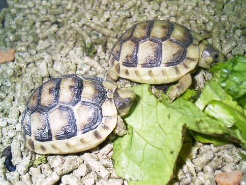 marginata