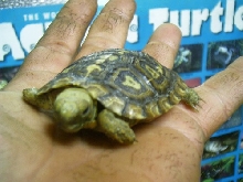 pancake2