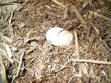 spengleri egg