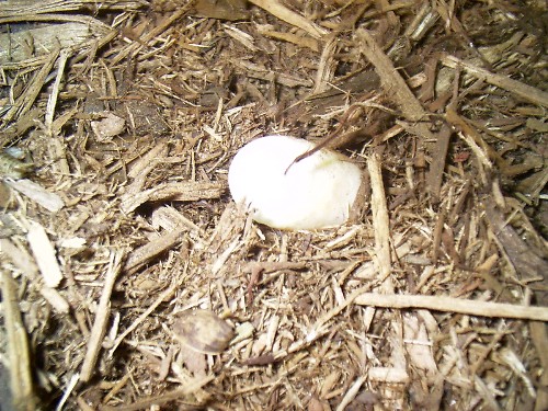 spengleri egg
