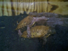 spengleri breed