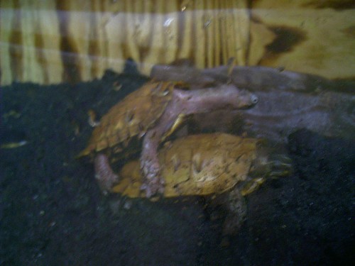 spengleri breed