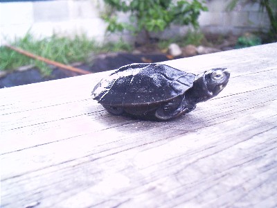 crassicollis