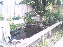 pond setup