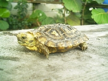 pancake.