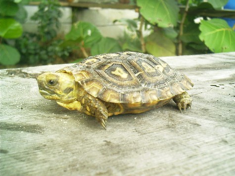 pancake.